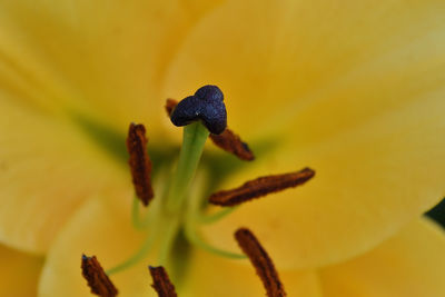 Close-up of yellow flowering plant