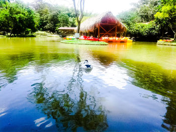 Swan swimming in lake