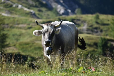 Cow in a field