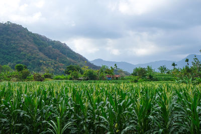 Scenic view of agricultural field against sky