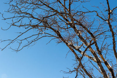 Low angle view of tree against blue sky