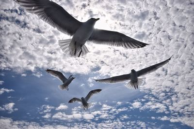 Seagulls flying against sky