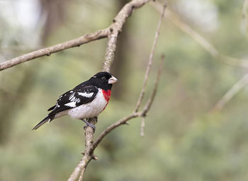 Close-up of grossbeak perching on branch