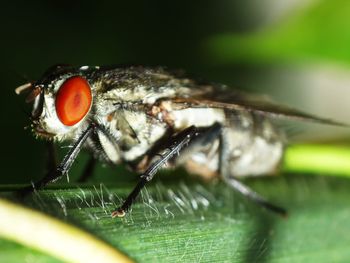 Close-up of insect