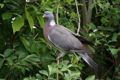 Close-up of bird perching on tree