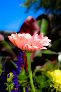 Close-up of pink flower