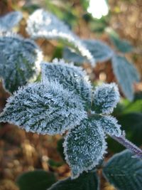 Close-up of frozen plant during winter