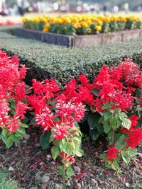 Close-up of red flowers blooming outdoors