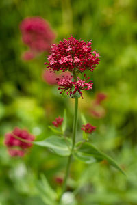 Close-up of red flowers against blurred plants