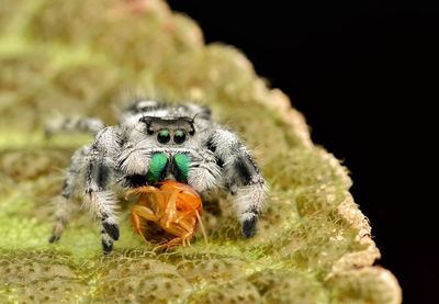 Close-up of spider