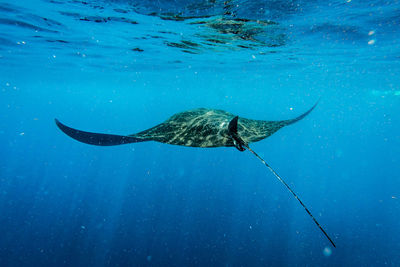 Stingray swimming in sea