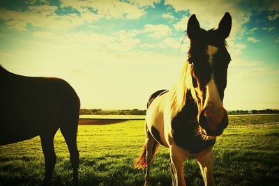 Horse standing on field against sky
