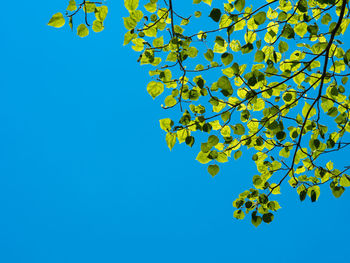 Low angle view of tree against clear blue sky