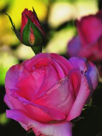 Close-up of pink flower blooming outdoors