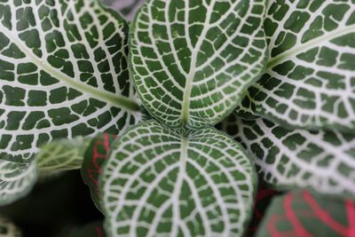 Close-up of green leaves