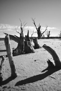 Shadow of tree on beach against sky