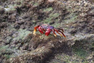 Close-up of insect on rock