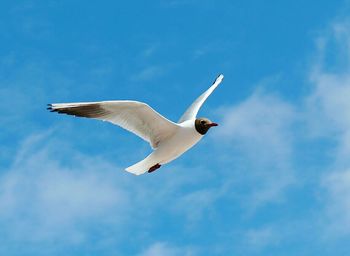 Close-up of seagull flying in sky
