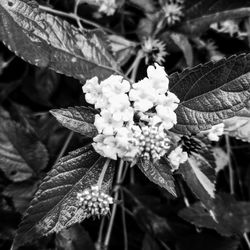 Close-up of flowering plant