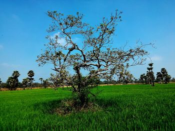 Tree on field against clear sky