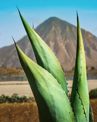 Close-up of succulent plant