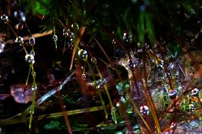 Close-up of wet plant