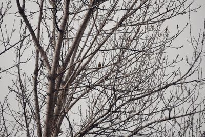 Low angle view of bare tree against clear sky