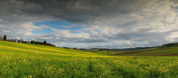 Scenic view of agricultural field against sky