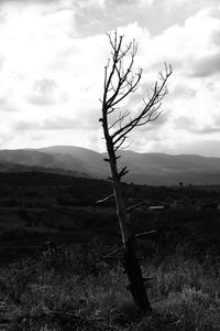 Bare tree on field against sky