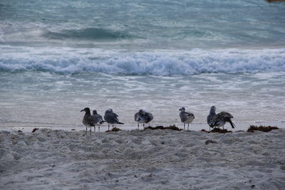 Flock of sheep on beach