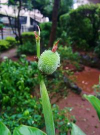 Close-up of flower buds