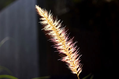 Close-up of grass