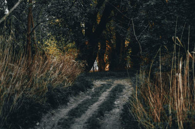 Trees growing in forest