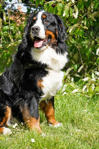 Bernese mountain dog sitting in the park, tree with white flowers in the background.