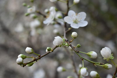 Close-up of white flowering plant