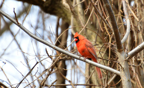 Cardinal in winter perching