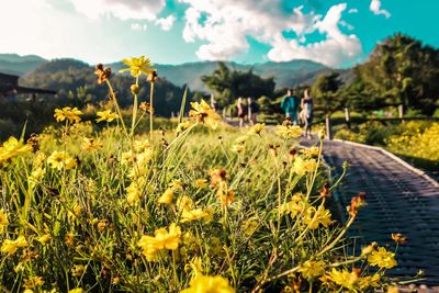 Scenic view of flowering plants on land against sky