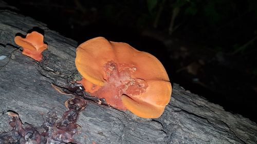 Close-up of orange tree stump