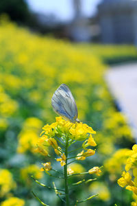 Close-up of yellow flower