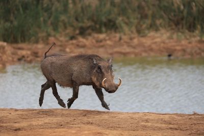 Side view of a warthog walking or flying near lake