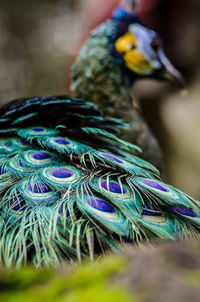 Close-up of peacock