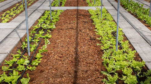 Organic vegetable garden, vegetables in backyard, green space.