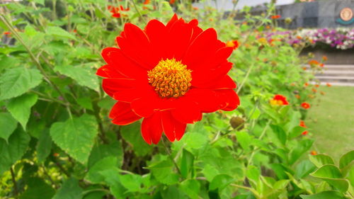 Close-up of red flower blooming outdoors