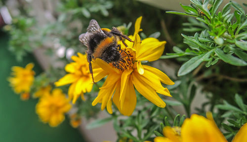 Close-up of bee pollinating on yellow flower