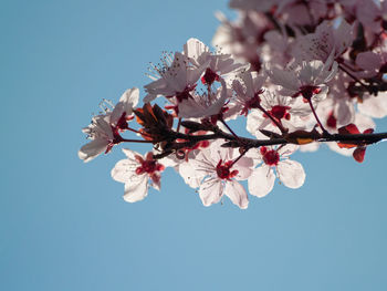 Low angle view of cherry blossoms against sky