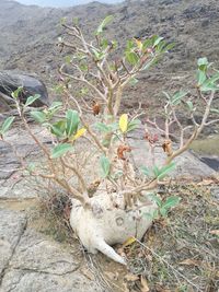 Close-up of cactus plant