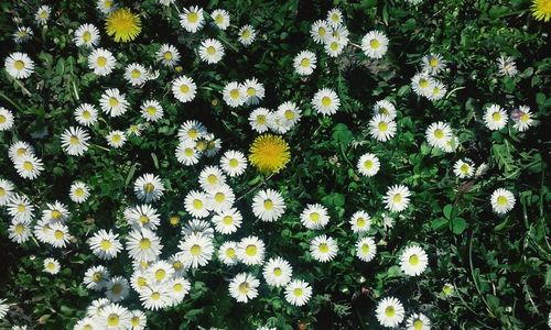 Close-up of white daisy flowers