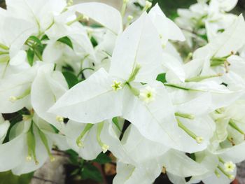 Close-up of white flowers