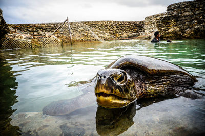 Turtle swimming in water