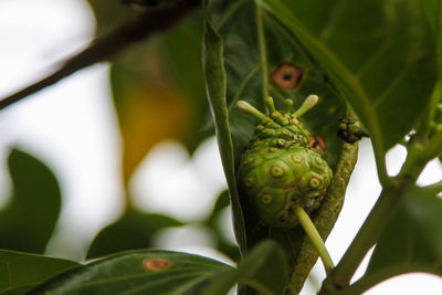 Close-up of fresh noni green fruits on tree